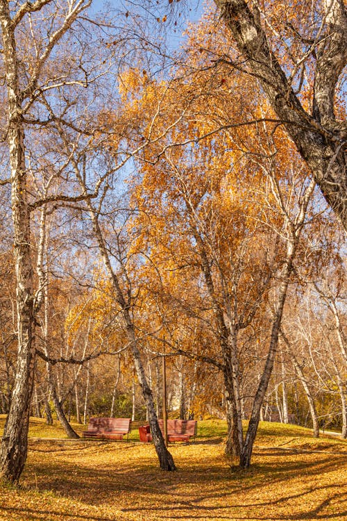 Fotobanka s bezplatnými fotkami na tému brezy, jeseň, lavičky