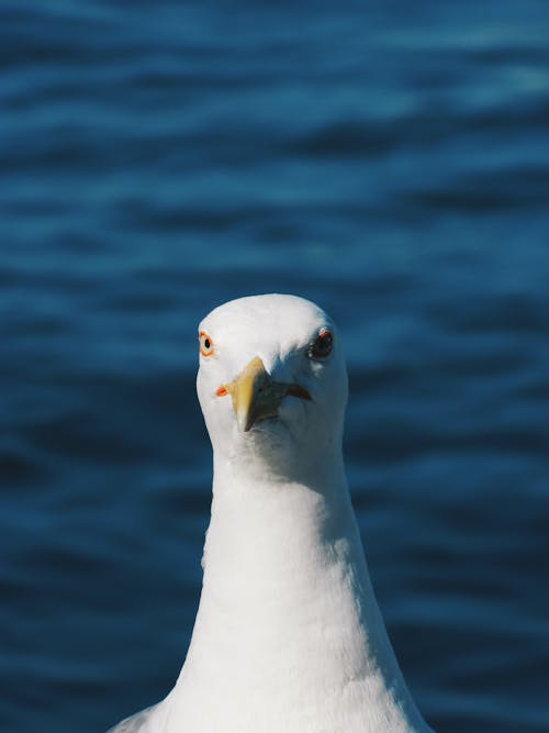 Kostenloses Stock Foto zu blauem hintergrund, kopf, möwe