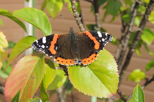 Clsoe-up of a Butterfly on a Leaf 