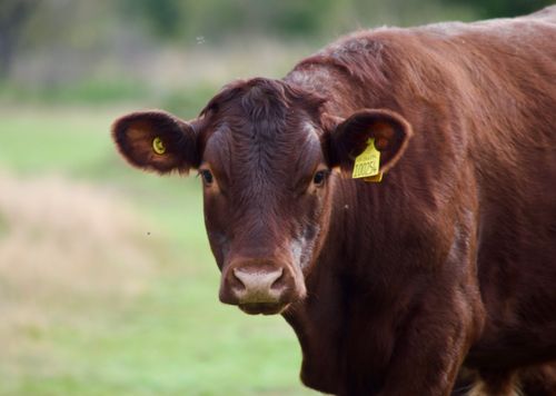 Free A detailed close-up of a brown cow in rural London, England, showcasing livestock in a natural setting. Stock Photo