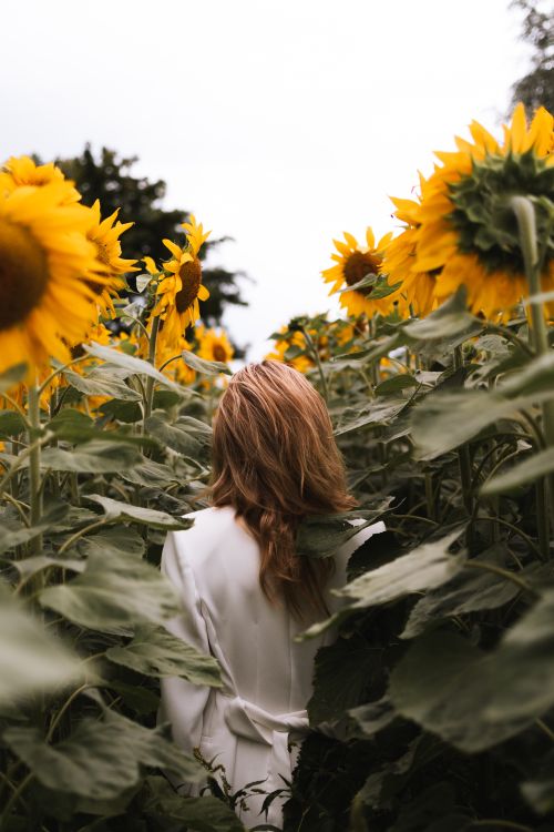 Free A woman with long hair walks in a vibrant sunflower field, capturing summer beauty. Stock Photo