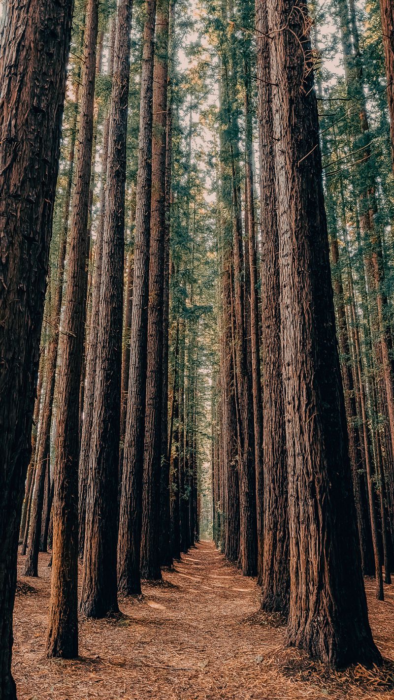 Towering redwoods forming a natural path through the forest, photo by Nick English on Pexels