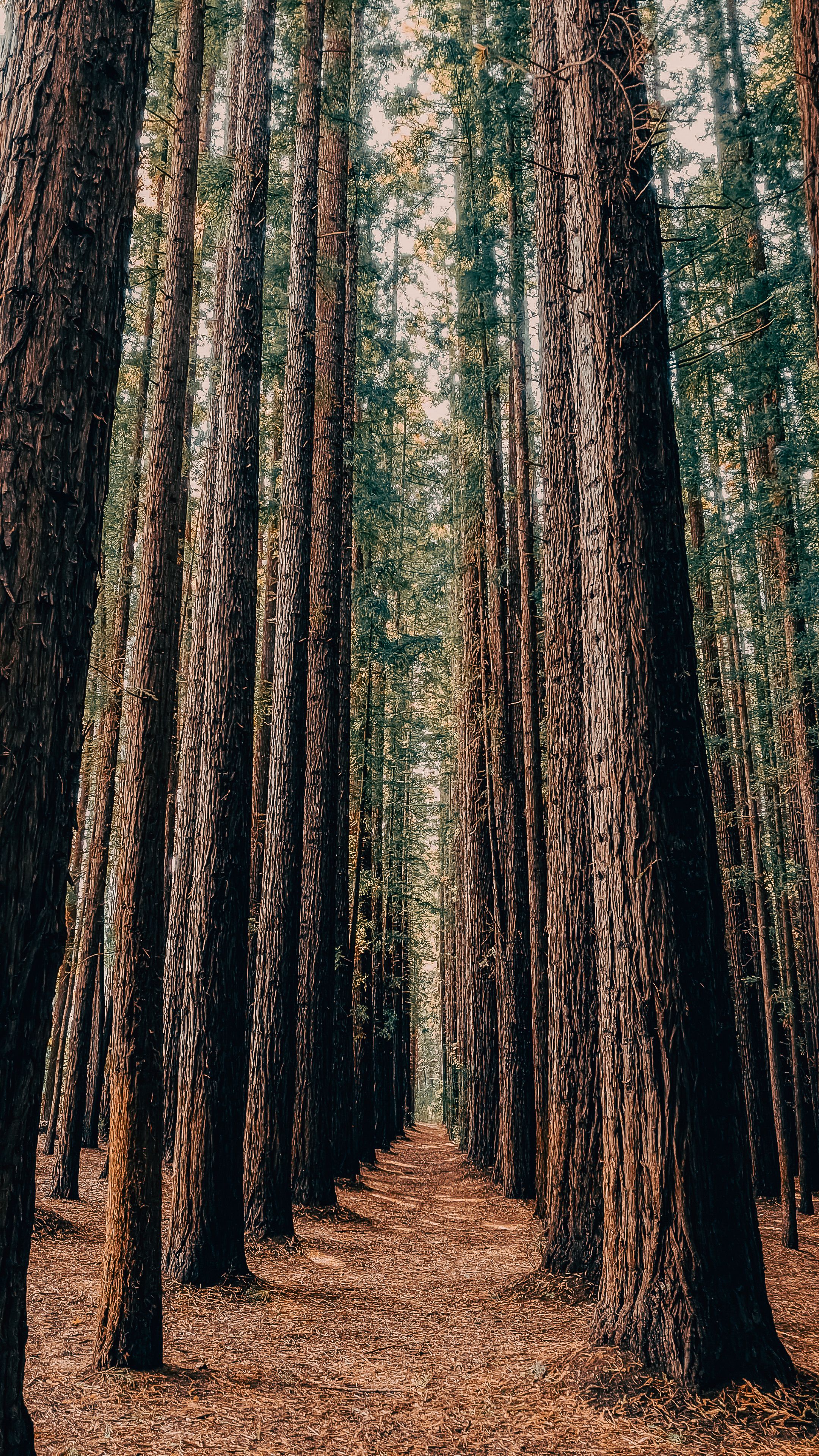 Rows of Trees · Free Stock Photo