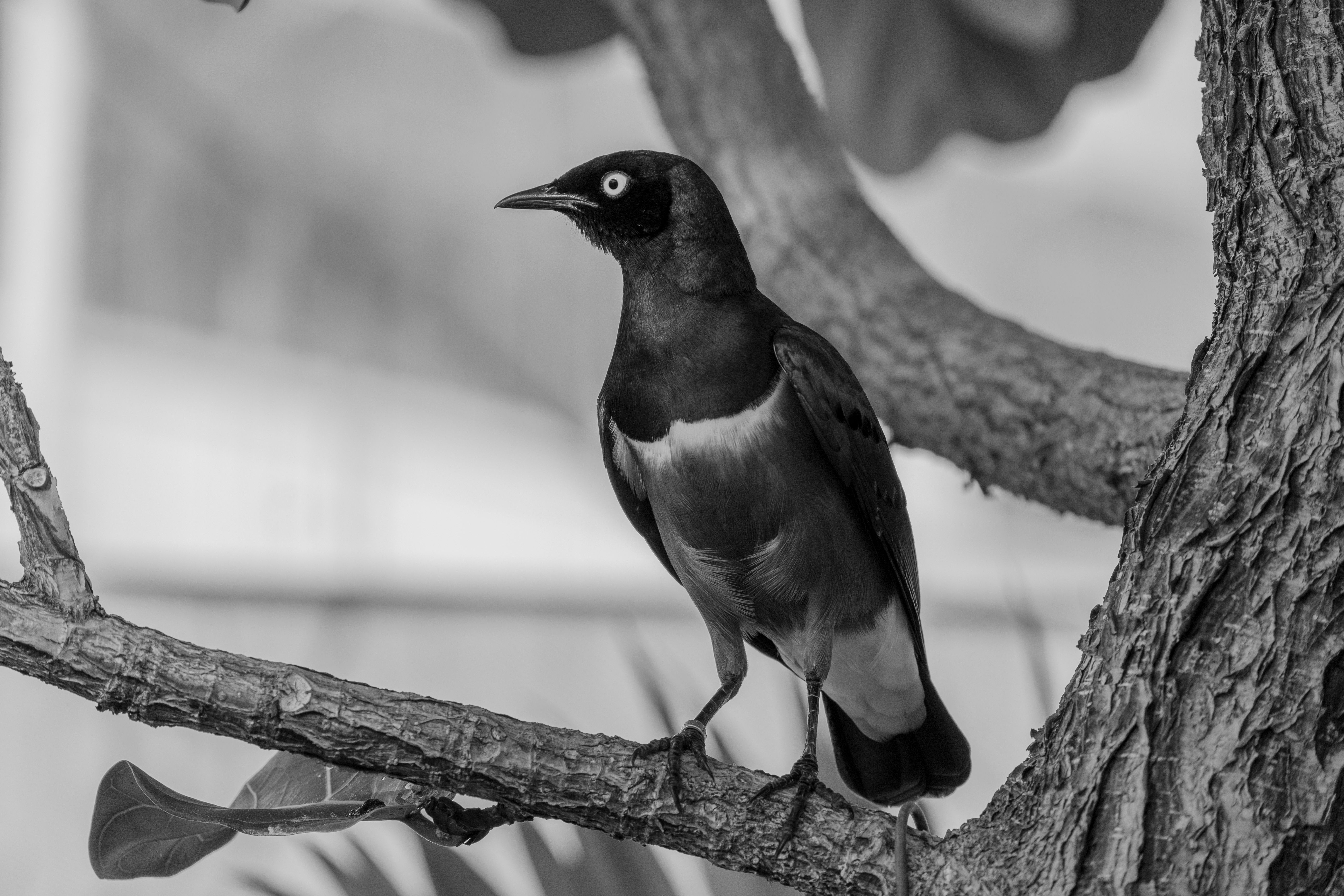 Monochrome photo of a starling perched on a tree branch against a blurred background.