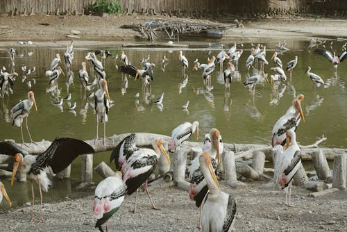 Foto stok gratis Bangkok, fotografi, fotografi binatang