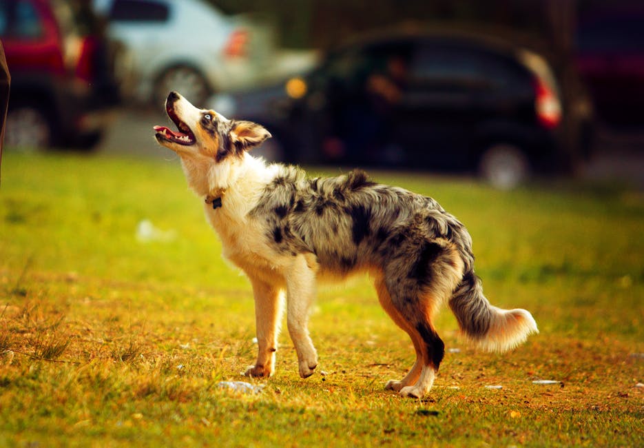Australian Shepherd