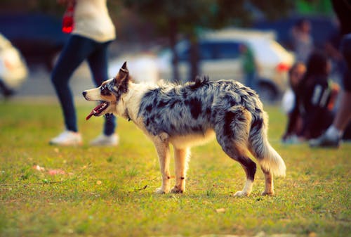 Dog Standing Near People and Vehicle