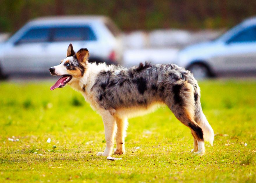 Blue merle Australian Shepherd standing on a grass field