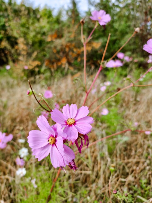 Pink cosmos