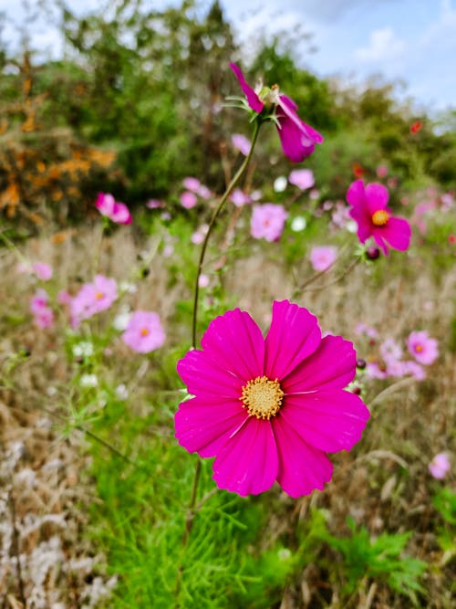 Foto stok gratis berwarna merah muda, bidang, botani