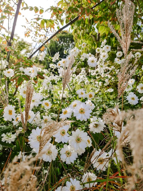 White flowers