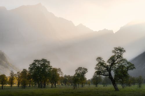 Trees in Valley