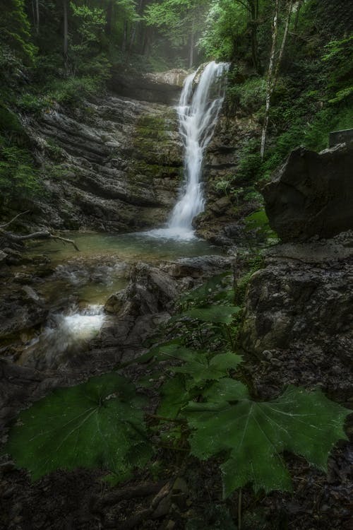 Ingyenes stockfotó erdő, folyam, folyó témában