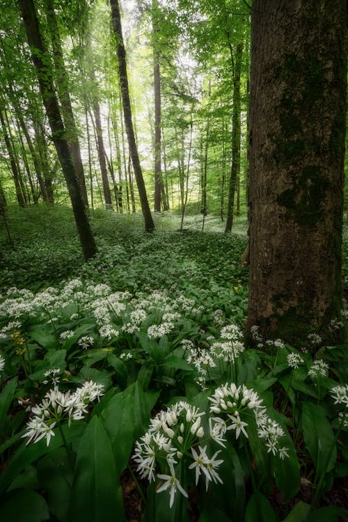 Ingyenes stockfotó allium ursinum, erdő, fák témában