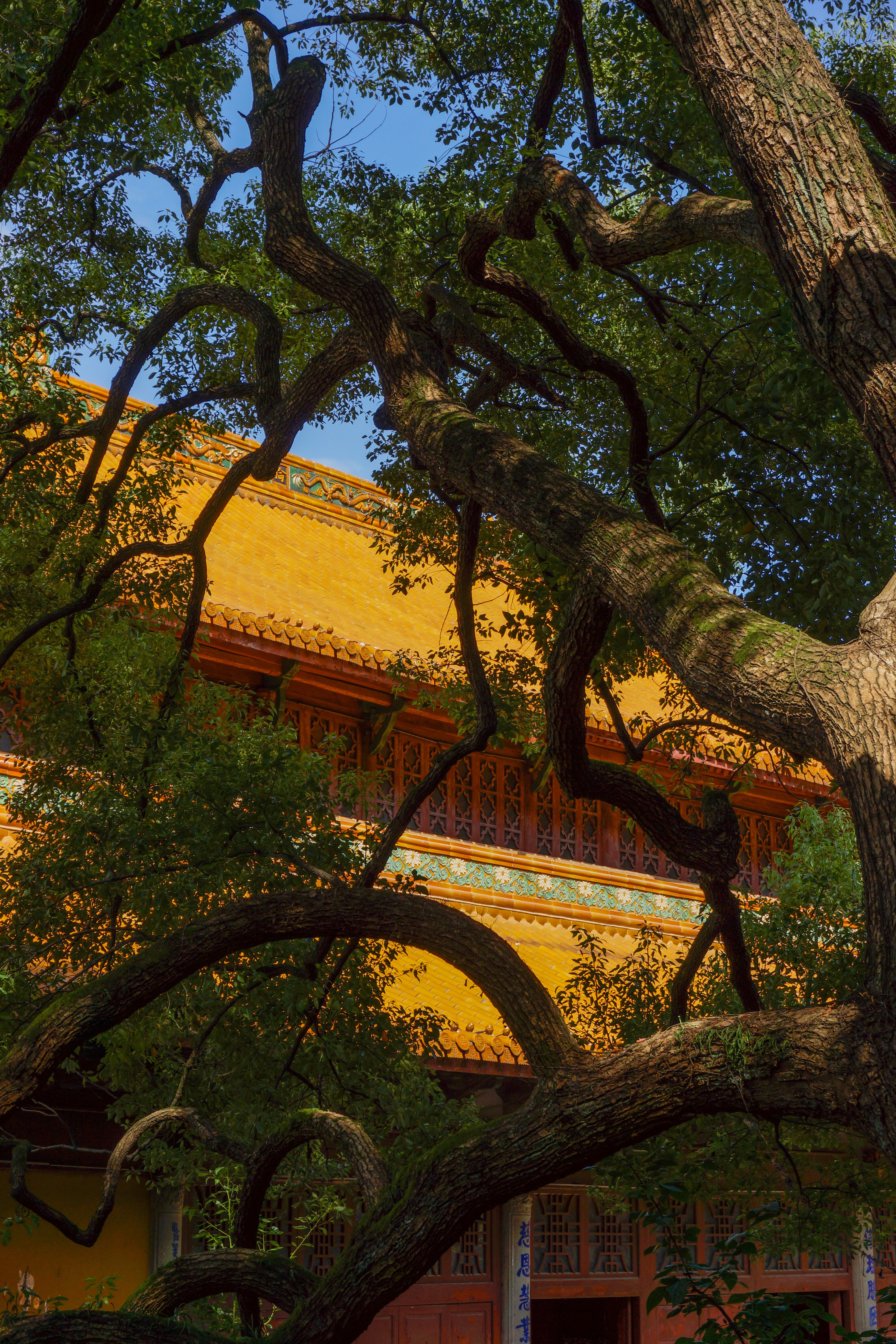 Green Tree Growing near Traditional Asian House · Free Stock Photo