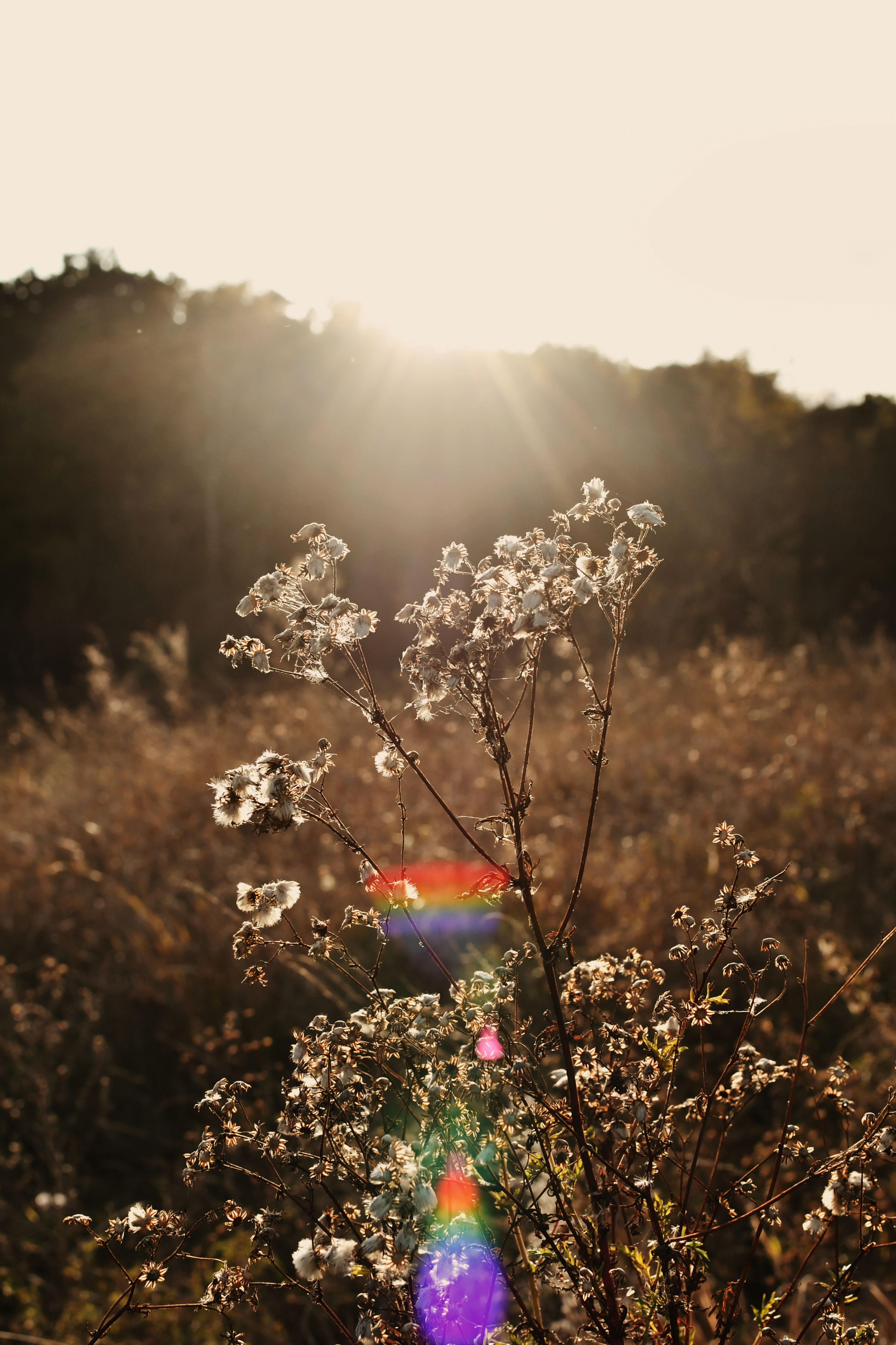 Wildflowers Growing in Field on Sunset · Free Stock Photo