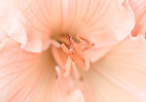 Základová fotografie zdarma na téma detail, jemný, květní tyčinka