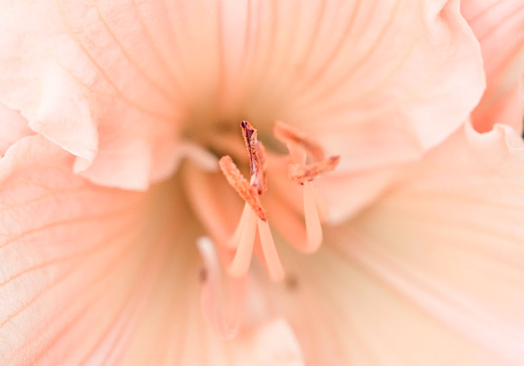 Close-up of Pink Flower Stamen and Petals