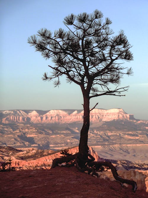 Single Tree in Canyon Landscape