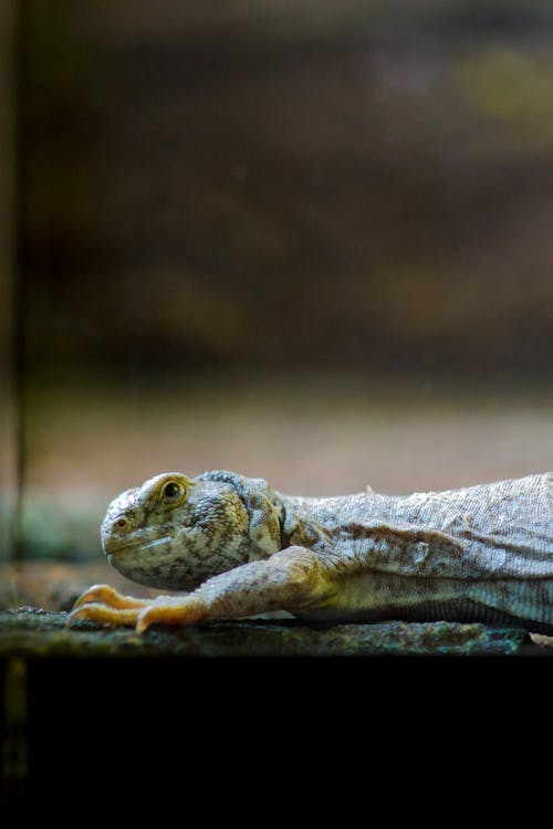 Close-up Photo Of Lizard