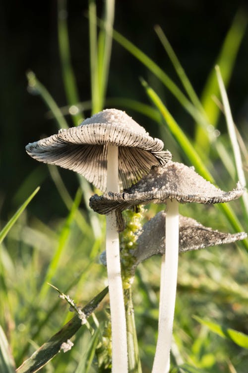 Бесплатное стоковое фото с грибы, заводы, зеленый