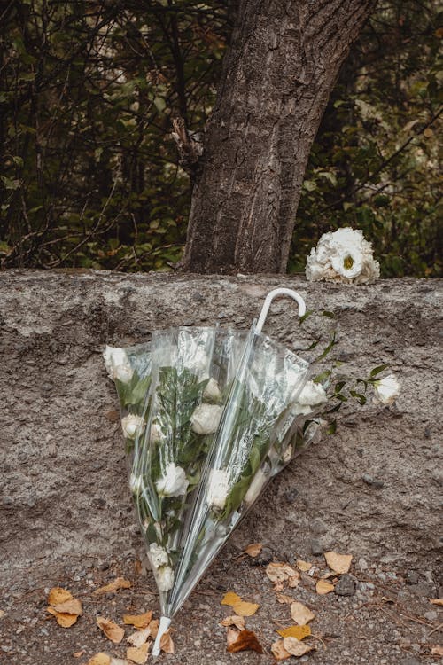 Fotobanka s bezplatnými fotkami na tému dáždnik, jeseň, kameň