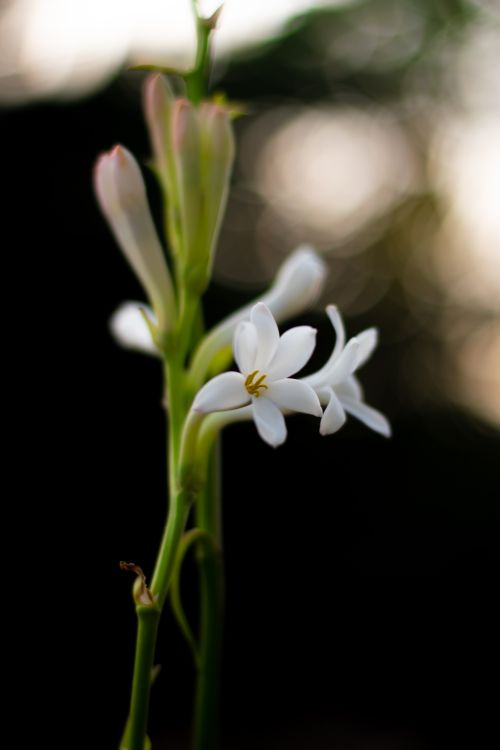 Free Beautiful close-up of a white flower in a natural setting, showcasing spring growth. Stock Photo