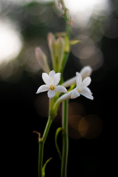 Free Close-up of tuberose flowers with a soft bokeh background showcasing natural beauty. Stock Photo