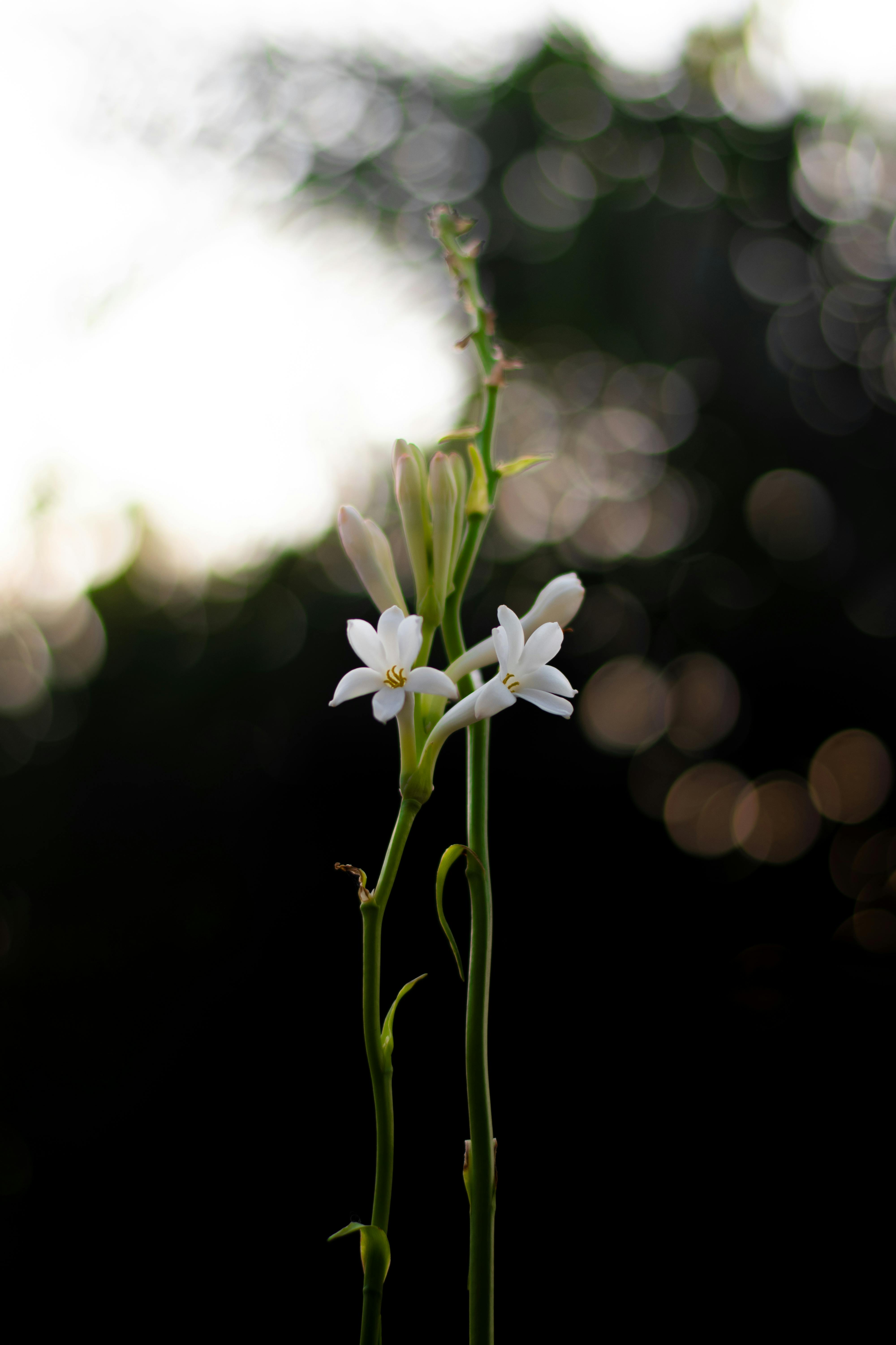 Tuberose vector Image medicinal, perfumery and cosmetic plants. Wallpaper.  Use printed materials, signs, posters, postcards, packaging. Stock Vector |  Adobe Stock