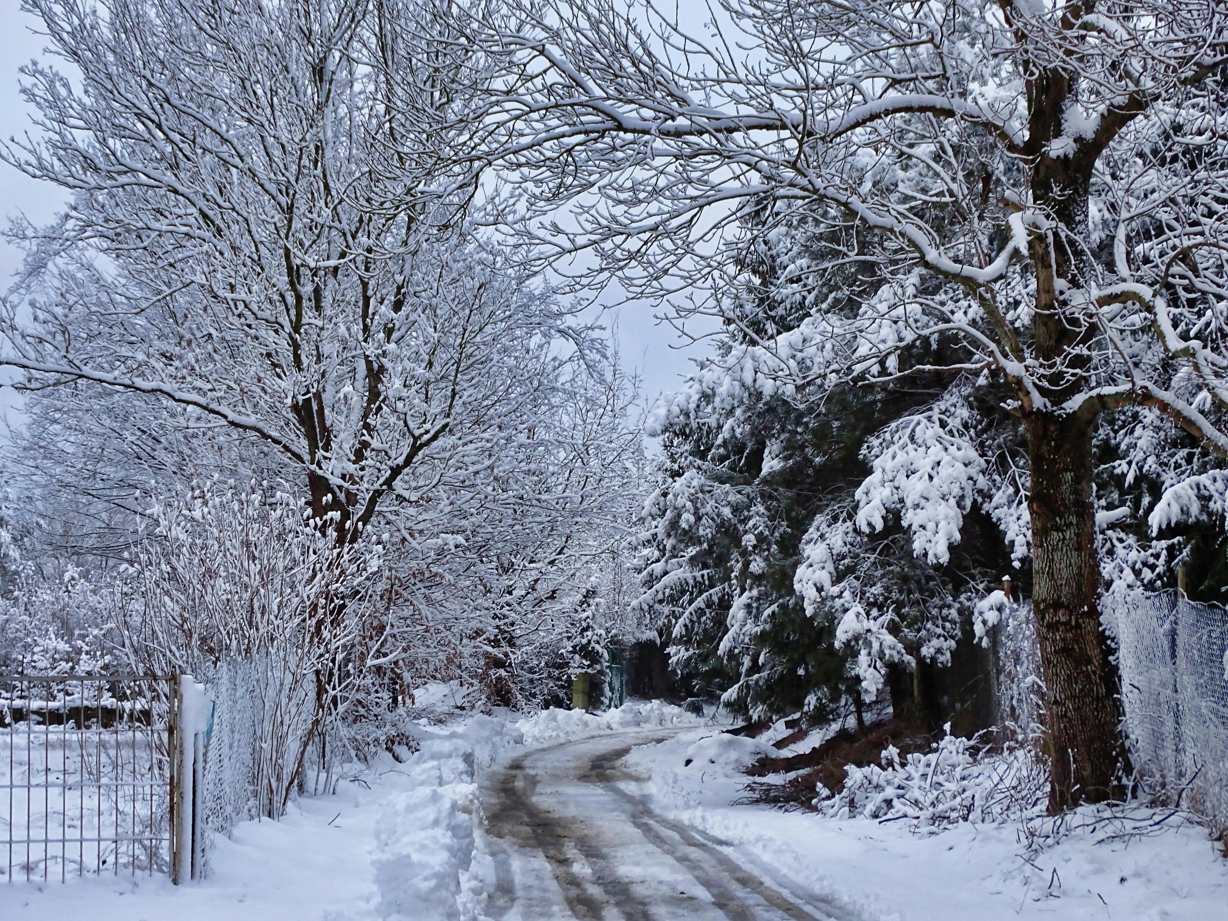 白い木 雪の無料の写真素材