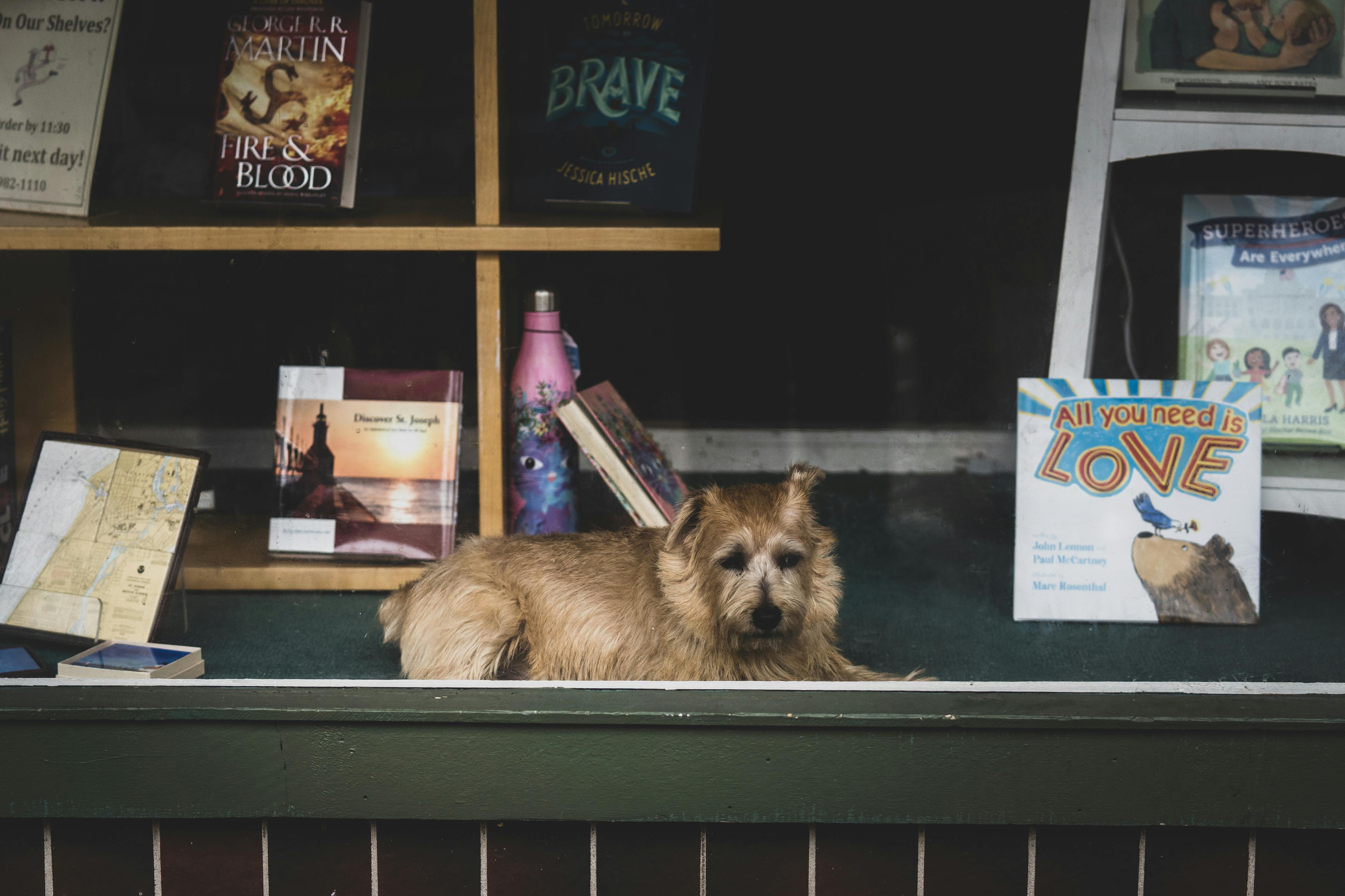 Free stock photo of books, canine, dog