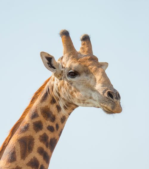 Free Headshot of a giraffe against a blue sky, showcasing unique patterns. Stock Photo
