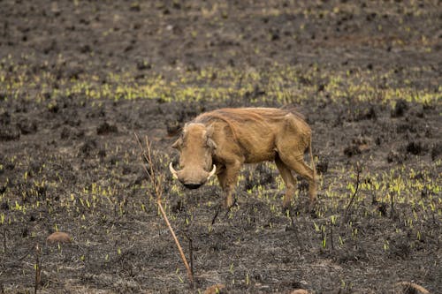 Common Warthog Walking in Savanna