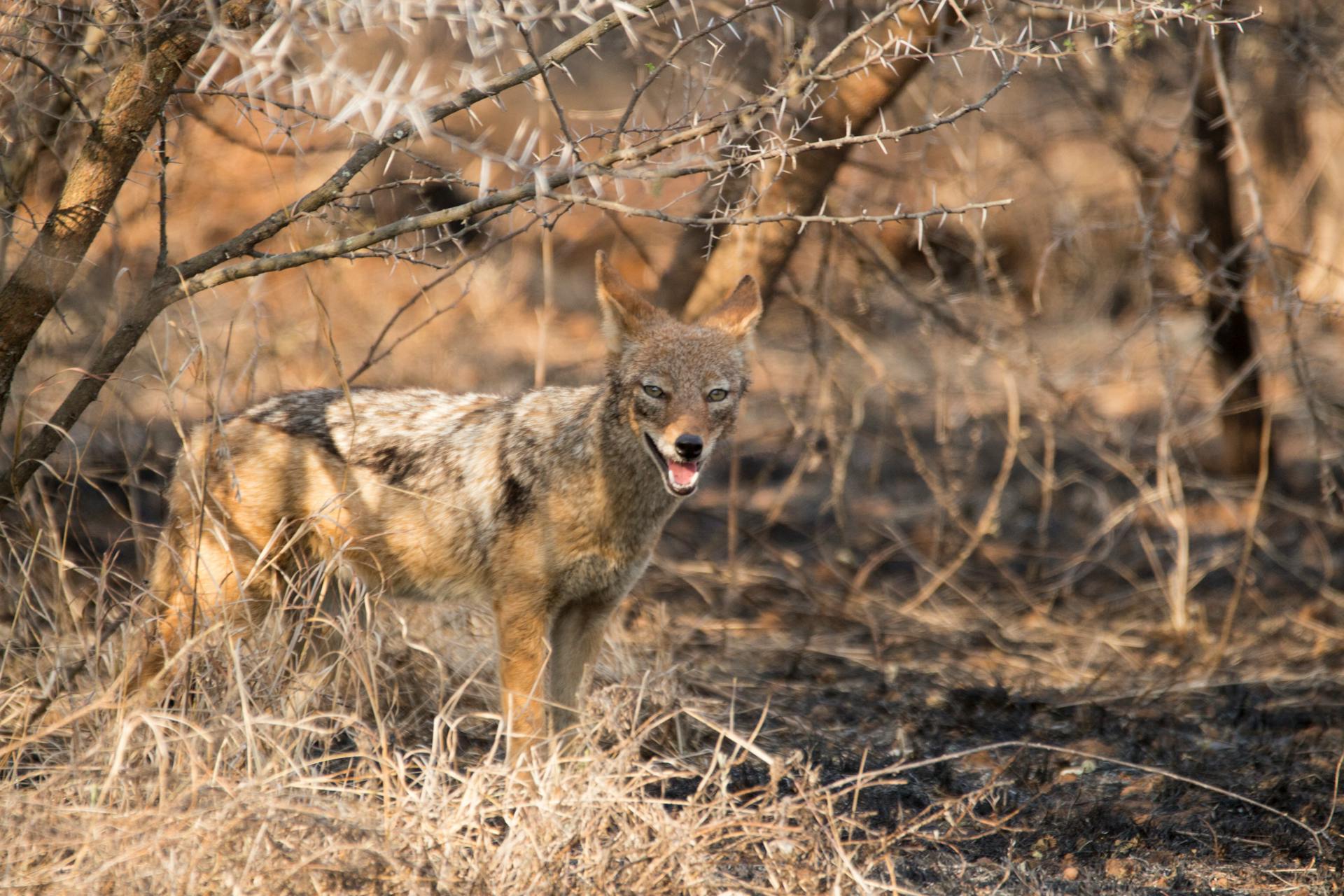 Jackal Walking in Wild Nature