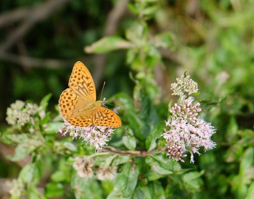 Gratis stockfoto met achtergrond, argynnis paphia, bestuiven