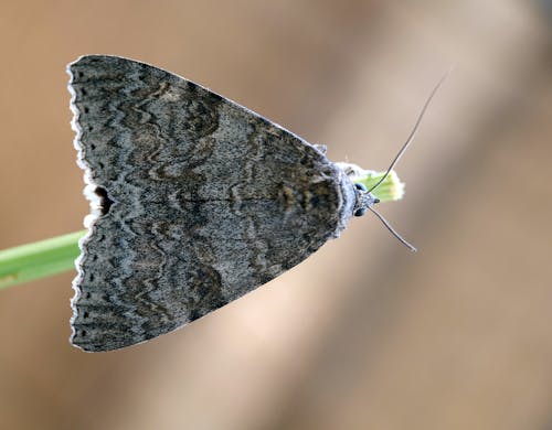 Moth in Close Up