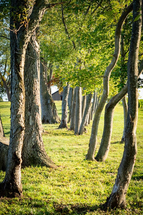 Immagine gratuita di alberi, campagna, crescita