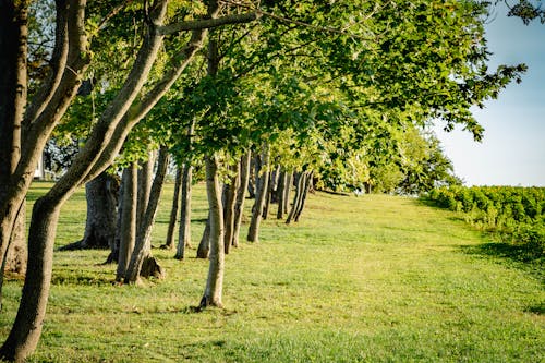 Бесплатное стоковое фото с деревья, лето, листва