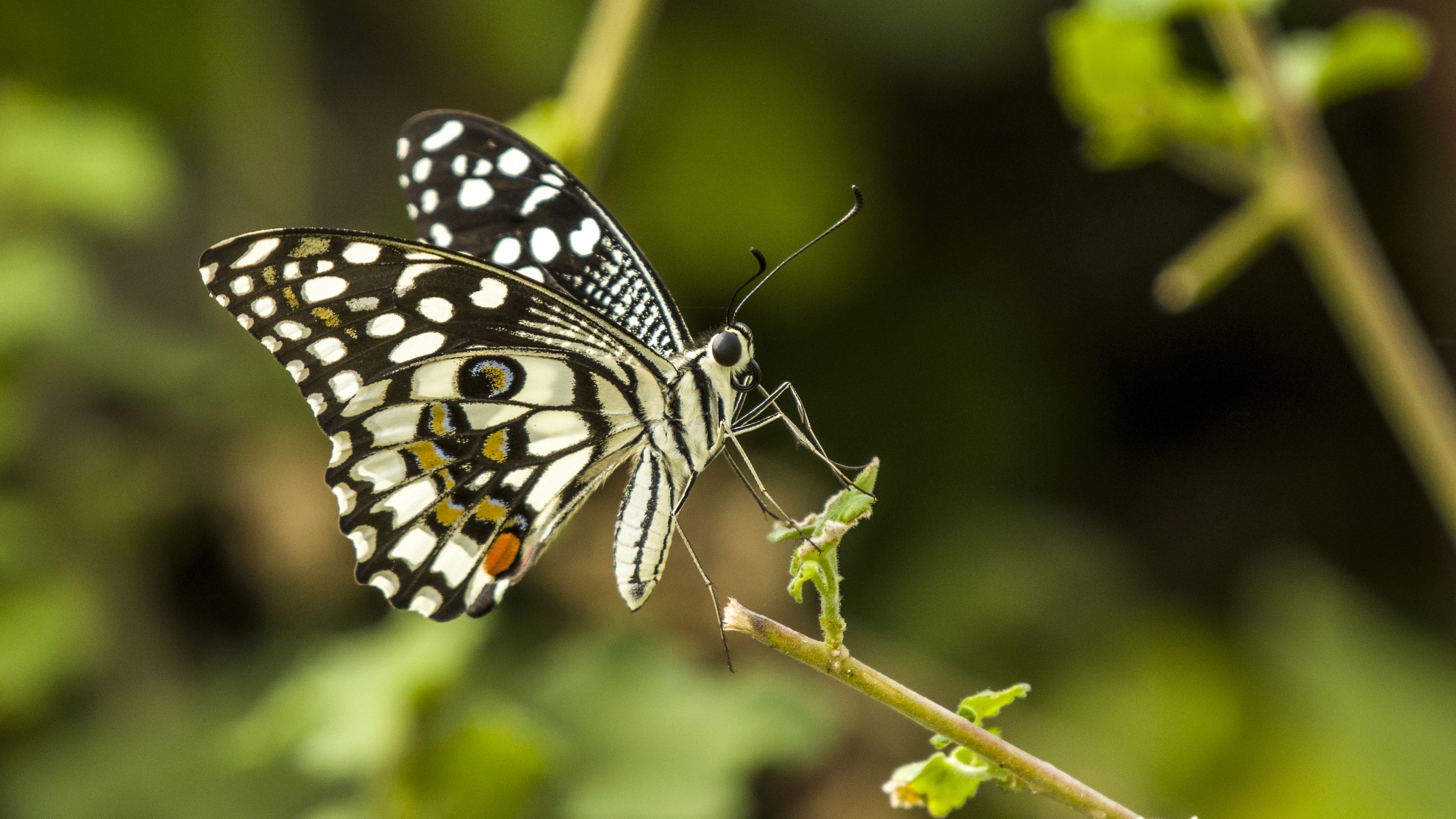 Lime Butterfly Sitting on a Plant Stalk · Free Stock Photo