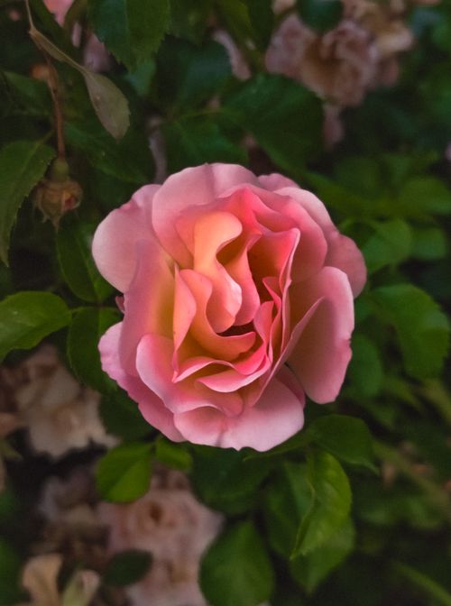 Free Stunning close-up of a pink peace rose blossom amidst lush green leaves in a garden setting. Stock Photo