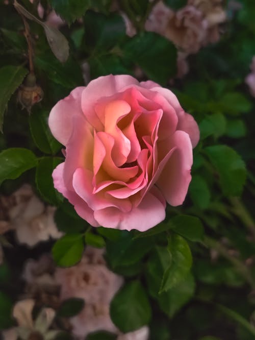 Bush of Pink Roses