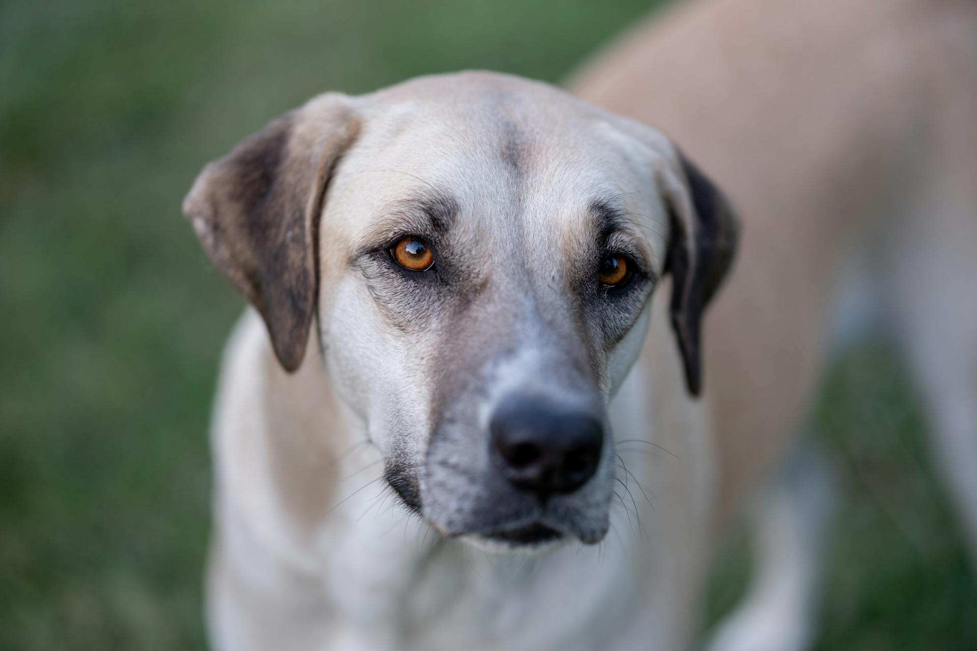 Portrait of Dog