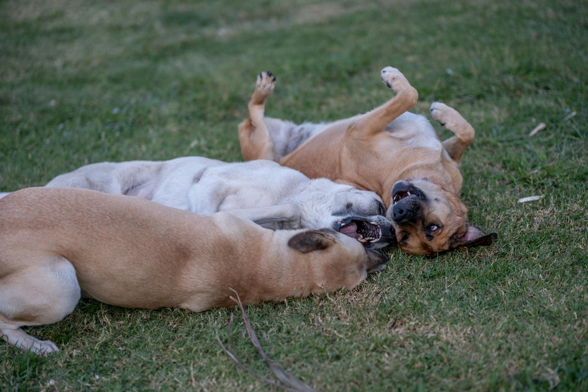 Les chiens jouent sur le sol