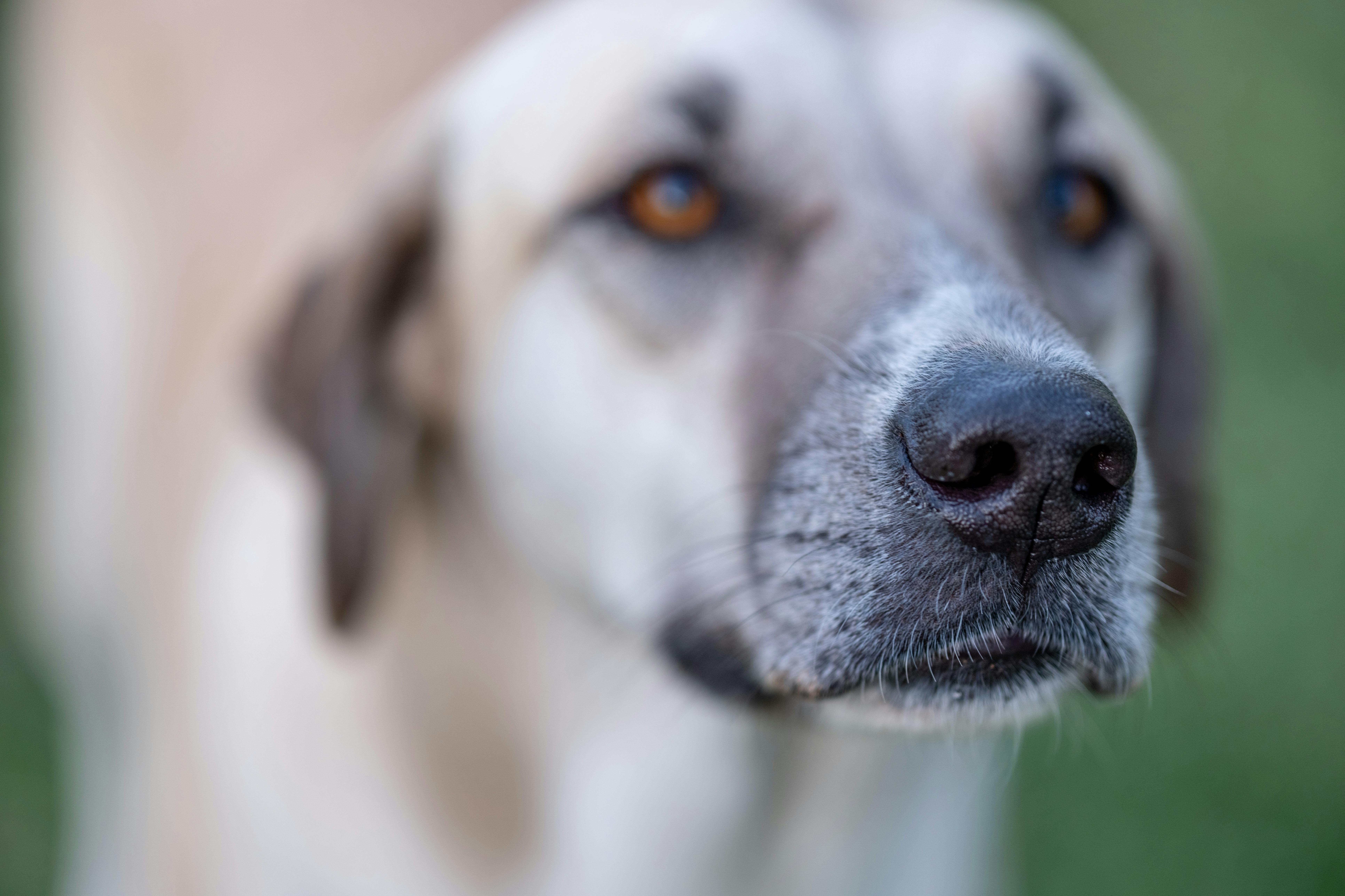 Close-Up Photo of a Dog Nose