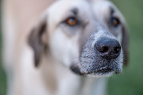 Close-Up Photo of a Dog Nose