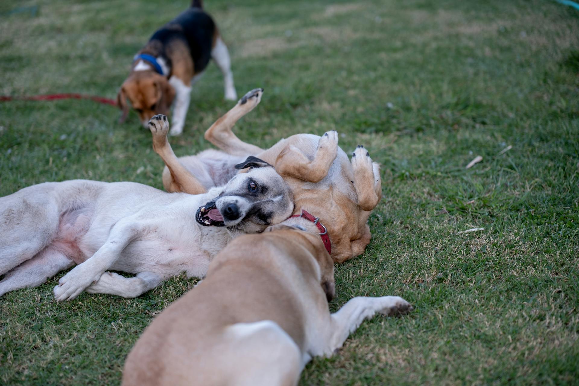 Group of Dogs Playing on Green Grass