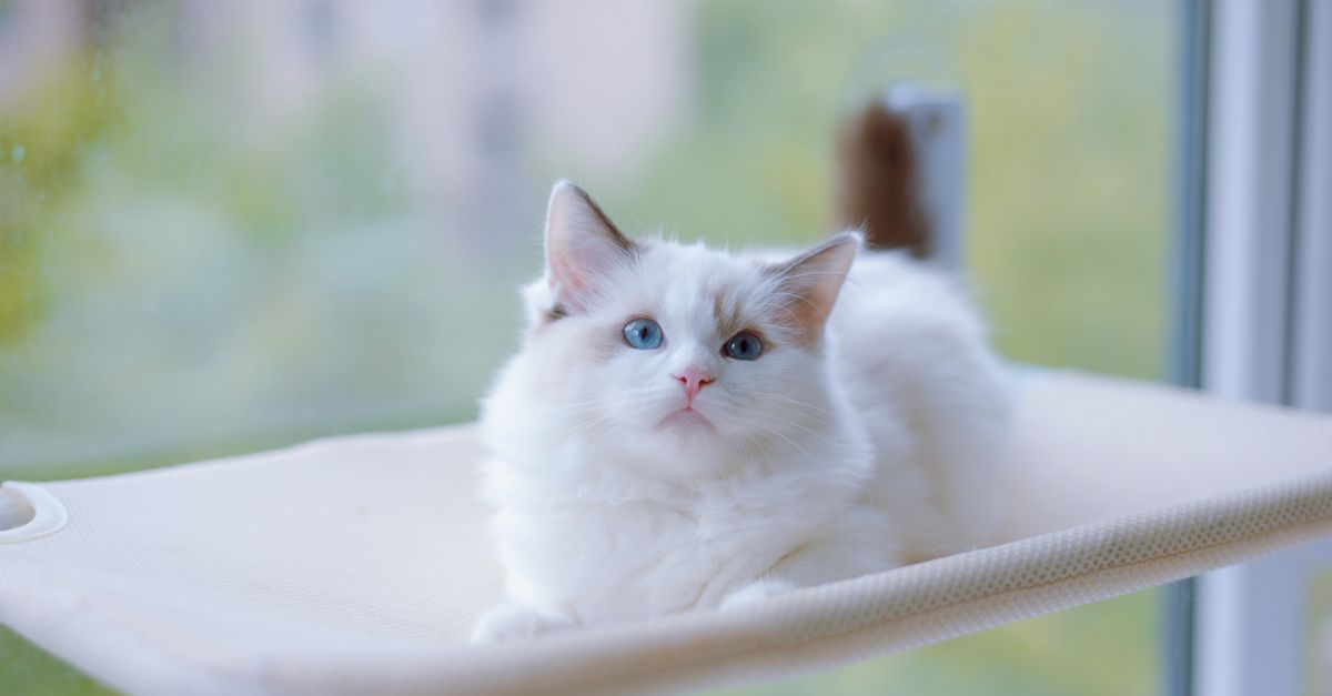 Keeping Chunky Cats Active: Fun Exercise Ideas Keeping Chunky Cats Active: Fun Exercise Ideas