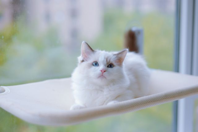 A Ragdoll at peace on a window perch: calm is genuine herpesvirus medicine