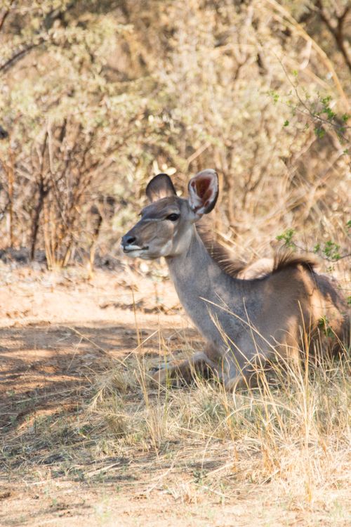 Free A female kudu rests in the savannah of Kruger National Park, South Africa. Stock Photo