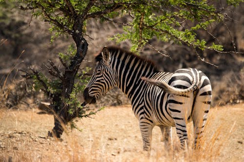 Zebra in Savannah